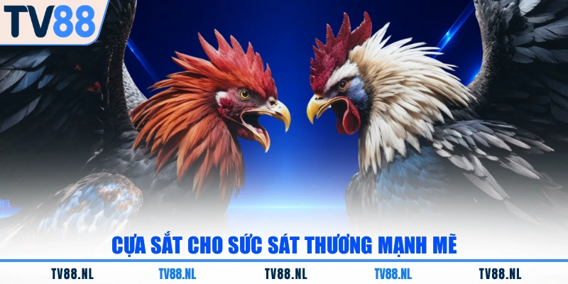 Cựa sắt cho sức sát thương mạnh mẽ