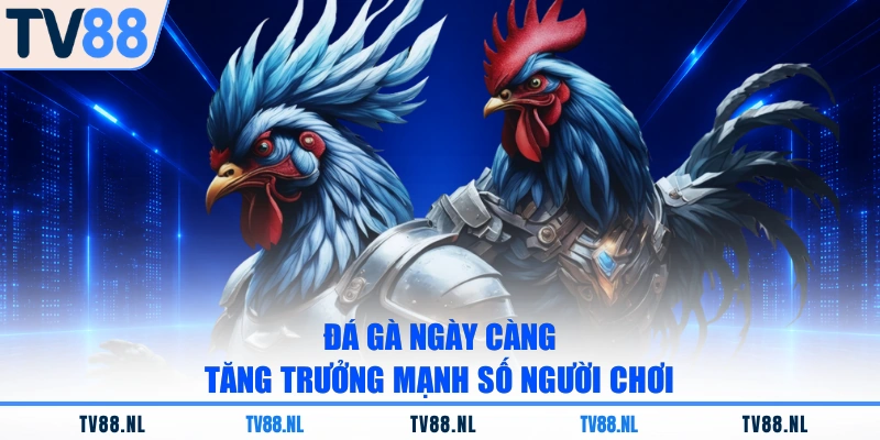 Đá gà ngày càng tăng trưởng mạnh số người chơi